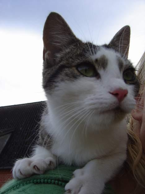 Huskat pjevs billede 4