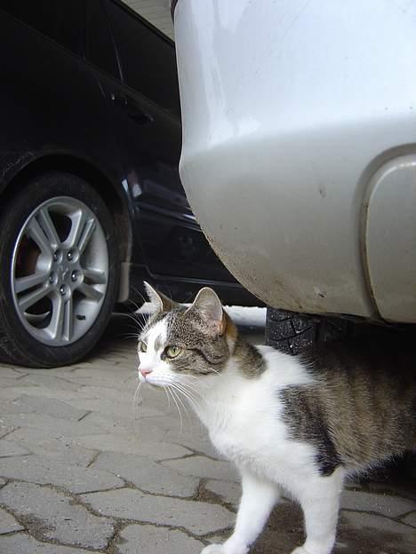 Huskat pjevs billede 5