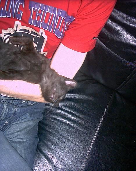 Huskat Thorkild  billede 2