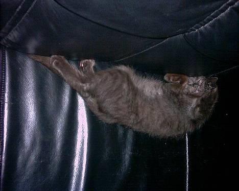 Huskat Thorkild  - Houdini som vampyrflagermus - kæft hvor ER du grim når du sover-- billede 3