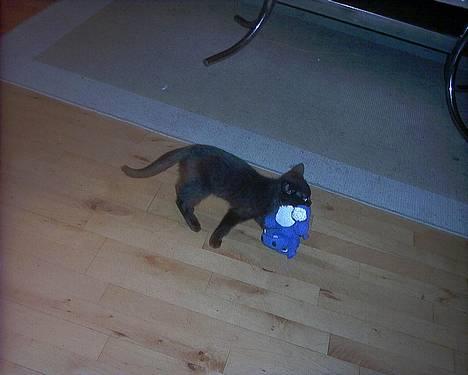 Huskat Thorkild  - Så er det NOK, Dolph.. billede 4