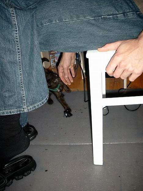 Huskat Thorkild  - Gå så væk, far.. du forstyrrer billede 5