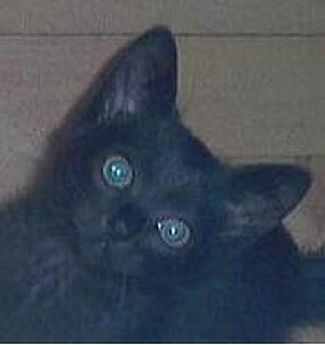 Huskat Thorkild  - Jamen for Silvan Mor.. Jeg laver aldrig ulykker billede 6