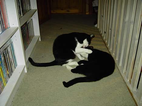 Blanding af racer Cæsar - Lig stille... billede 20