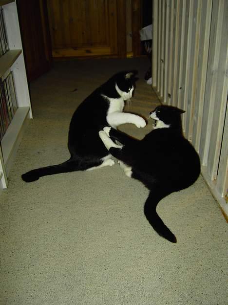 Blanding af racer Zeus - Stop det.. billede 18