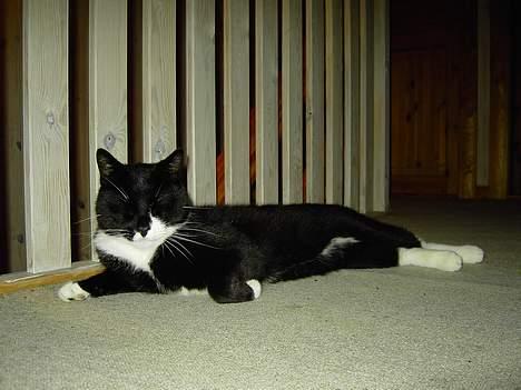 Blanding af racer Zeus - Endelig fred. billede 19