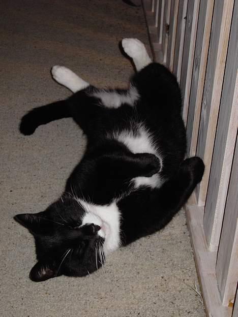 Blanding af racer Zeus - Nu kan jeg rigtig nyde det. billede 20