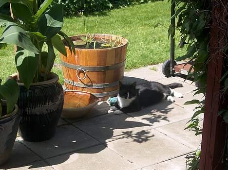 Blanding af racer Ejnar billede 4