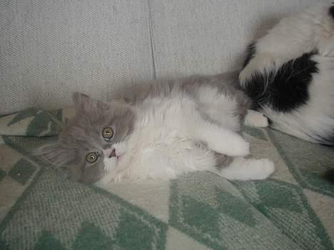 Perser Gizmo billede 2