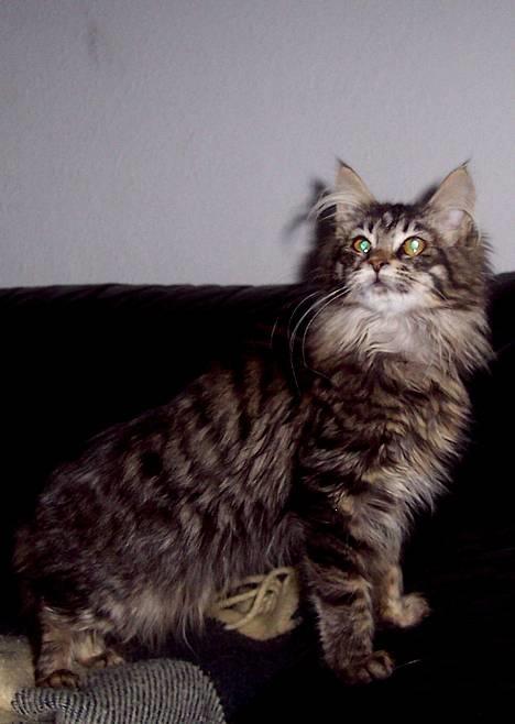 Maine Coon Gallaxe´s Malou billede 1