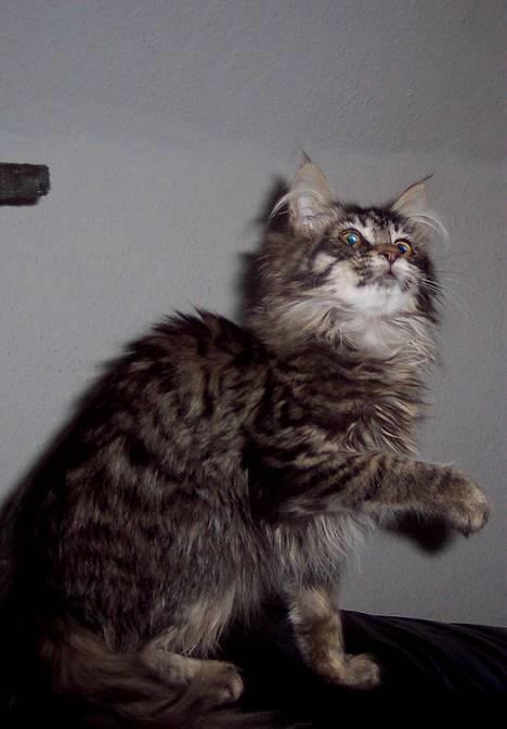 Maine Coon Gallaxe´s Malou billede 2
