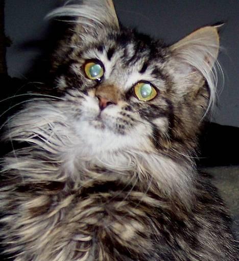 Maine Coon Gallaxe´s Malou billede 3