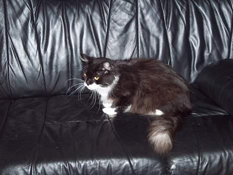 Maine Coon Gallaxe´s Malou - Afroditte Malou´s mor billede 4