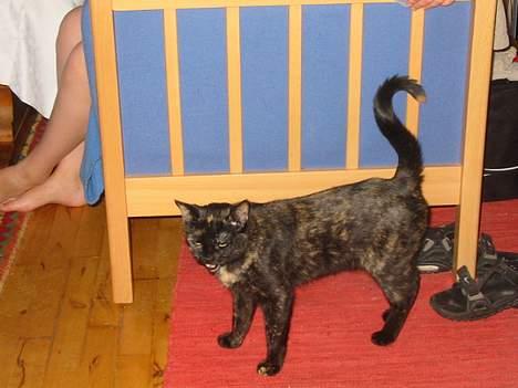 Blanding af racer Mille - Hvad er der Mille?????? billede 6