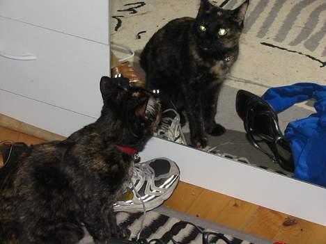 Blanding af racer Mille - "Hvad er det for et væsen????? Jeg har aldrig set noget lignende" billede 7