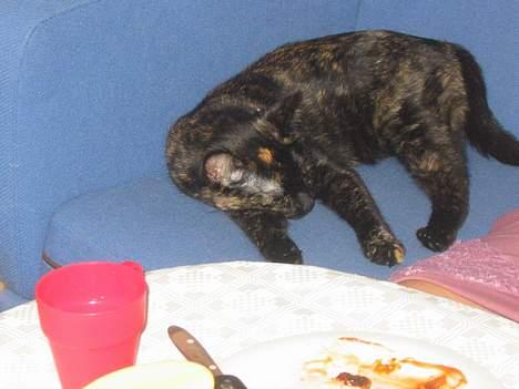 Blanding af racer Mille - "Lad mig være..........jeg er træt" billede 8