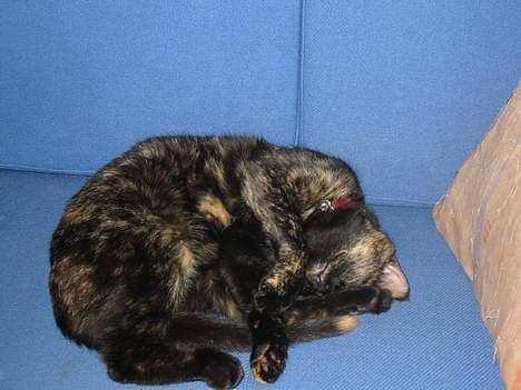 Blanding af racer Mille - Når du vil altså ikke have mere mad????? billede 9