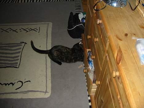 Blanding af racer Mille - "Jeg vil have fat i det der er der inde.........kom så ud" billede 10