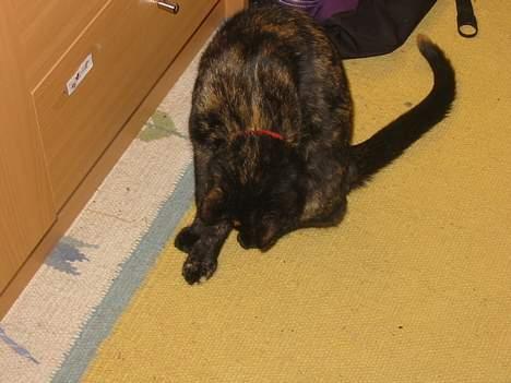 Blanding af racer Mille - "jeg adlyder My Lord" billede 11