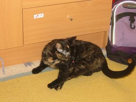 Blanding af racer Mille - "Hvad var det????" billede 12