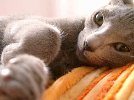 Russian Blue Tulle billede 1