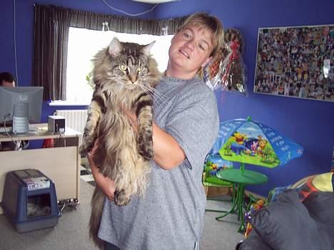 Maine Coon Gallaxe´s Malou - Bernercoon´s Malou´s far billede 5