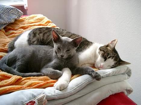 Russian Blue Tulle billede 6