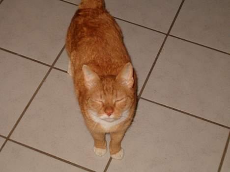 Blanding af racer Garfield *DØD* - Harj med digza... billede 1