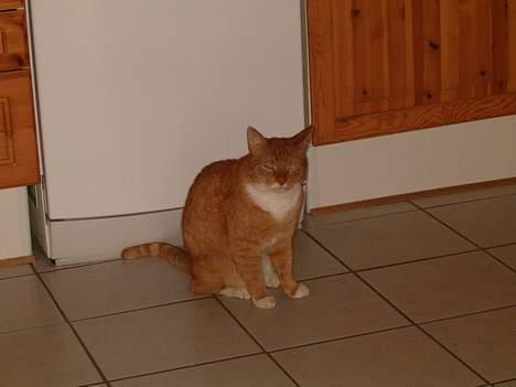 Blanding af racer Garfield *DØD* - Man bliver træt af det her.. billede 3