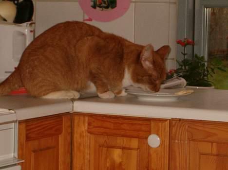 Blanding af racer Garfield *DØD* - Tøstige garfield... billede 4