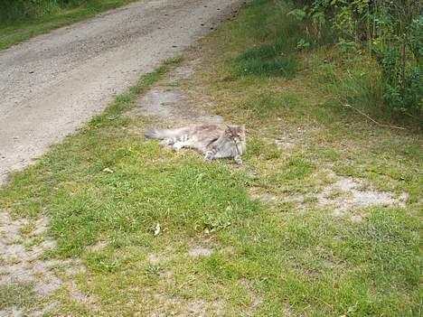Maine Coon Elliot Charmander Iversen billede 13