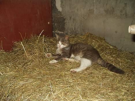 Blanding af racer tiger lil Død.. :( billede 9