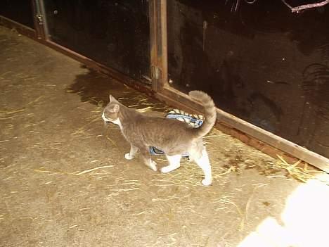 Blanding af racer tiger lil Død.. :( billede 10