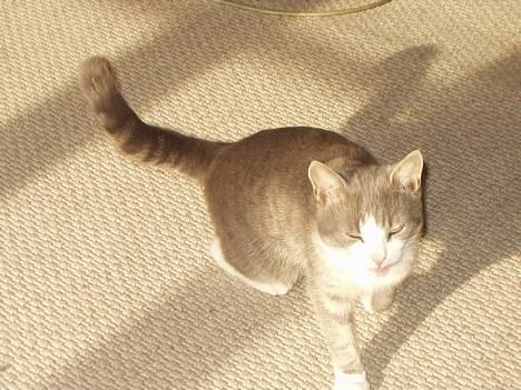 Blanding af racer tiger lil Død.. :( billede 11