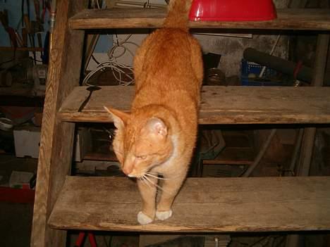 Blanding af racer Garfield *DØD* - Så.. gi mig nu noget mad... jeg er skrub sulten... billede 6