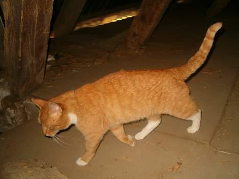 Blanding af racer Garfield *DØD* - Så nu omringer jeg dig.. hæhæhæ... billede 8