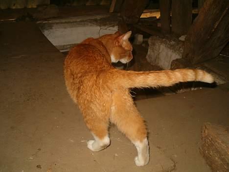 Blanding af racer Garfield *DØD* - Jeg holder lige øje med buller.. han står nede for enden af trappen... billede 9