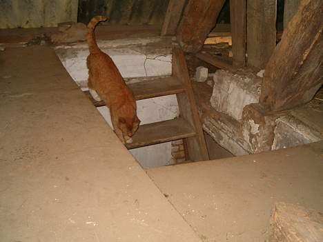 Blanding af racer Garfield *DØD* - Så buller nu kommer jeg... billede 10