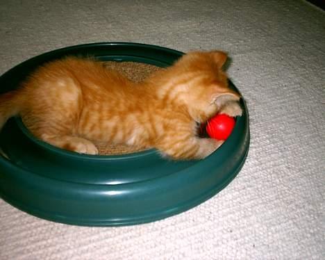 Blanding af racer Bastian billede 2