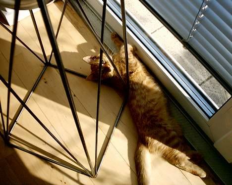 Blanding af racer Bastian billede 3