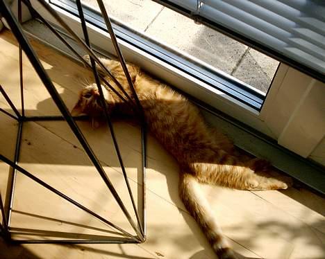 Blanding af racer Bastian billede 4