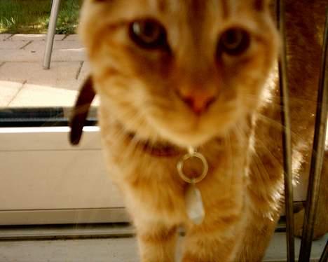 Blanding af racer Bastian billede 5