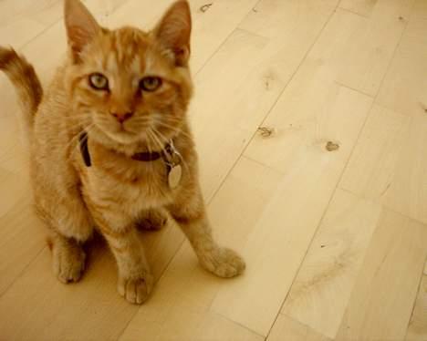 Blanding af racer Bastian billede 6