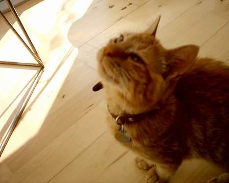 Blanding af racer Bastian billede 7