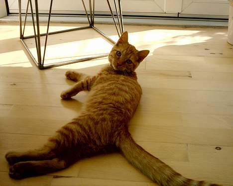 Blanding af racer Bastian billede 8