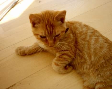 Blanding af racer Bastian billede 9