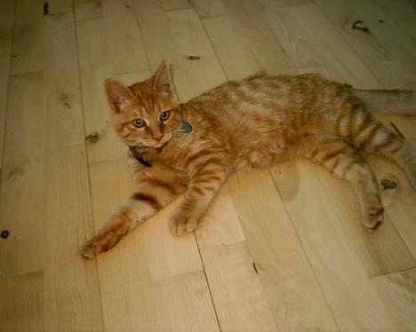 Blanding af racer Bastian billede 10