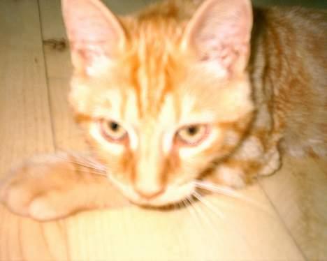 Blanding af racer Bastian billede 11