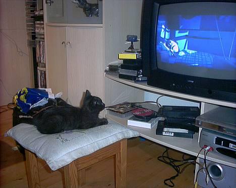 Huskat Thorkild  billede 7