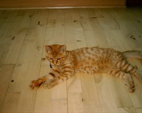 Blanding af racer Bastian billede 12